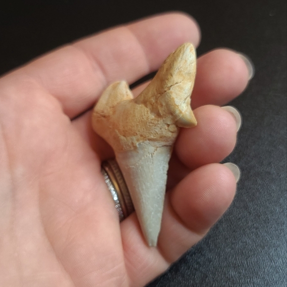 Fabulous fossilized sharks tooth - Picture 3 of 6